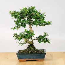 Bonsai Carmona microphylla 10 Jahre alt