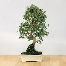 Bonsai 12 Jahre alt Quercus