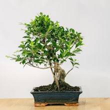 Bonsai Ficus retusa 16 Jahre a... related pic