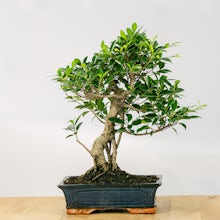 Bonsai Ficus retusa 16 Jahre alt