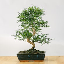 Bonsai Zanthoxylum Piperitum 16 Jahre