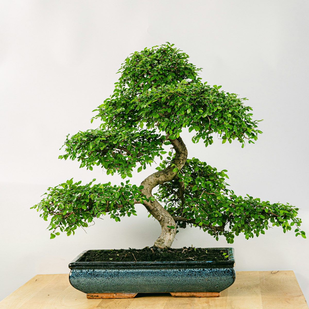Bonsai Zelkova parvifolia 24 Jahre alt