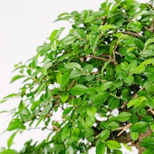 Bonsai Zelkova parvifolia 24 Jahre alt