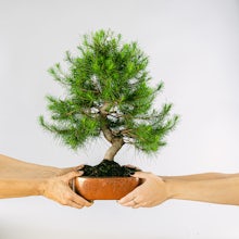 Bonsai 17 Jahre alt Pinus halepensis