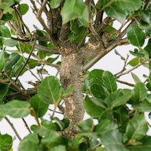 Bonsai 12 Jahre alt Quercus