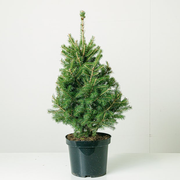 Natürliche Kiefer - Picea glauca