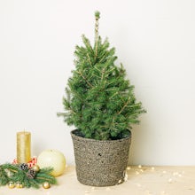 Pino Natural - Picea glauca related pic