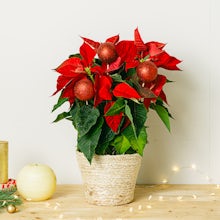Buy online Poinsettia - The most Christmasy plant